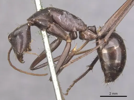 Camponotus subnitidus specimen CASENT0910100 image casent0910100_3