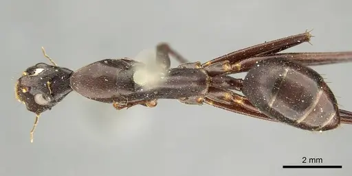 Camponotus subnitidus specimen CASENT0915775 image casent0915775_1