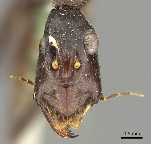Camponotus subnitidus specimen CASENT0915775 image casent0915775_2