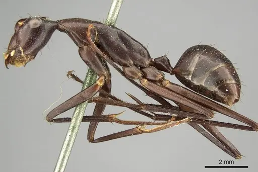 Camponotus subnitidus specimen CASENT0915775 image casent0915775_3