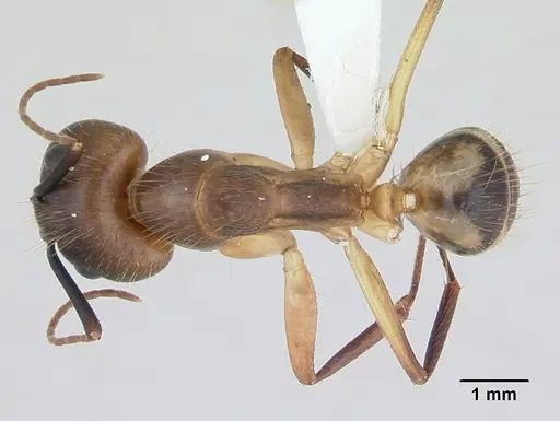 Camponotus substitutus specimen CASENT0173454 image casent0173454_1