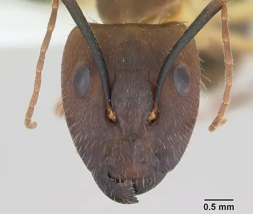 Camponotus substitutus specimen CASENT0173454 image casent0173454_2