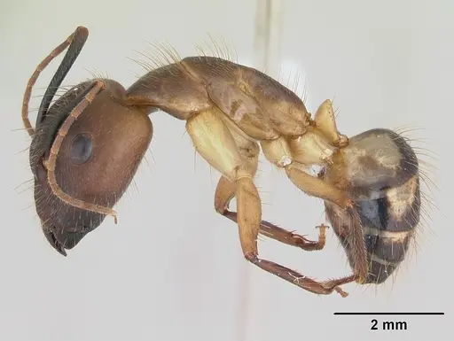 Camponotus substitutus specimen CASENT0173454 image casent0173454_3