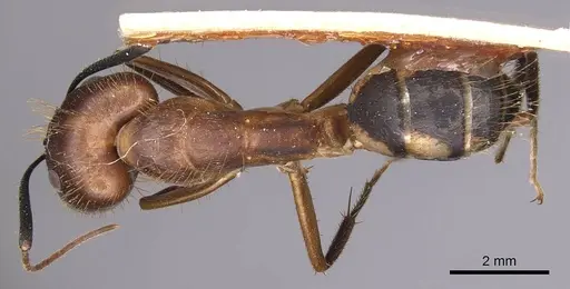 Camponotus substitutus specimen CASENT0905256 image casent0905256_1