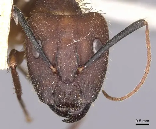 Camponotus substitutus specimen CASENT0905256 image casent0905256_2
