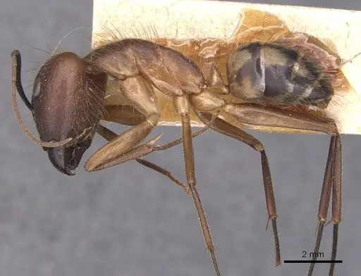 Camponotus substitutus specimen CASENT0905256 image casent0905256_3