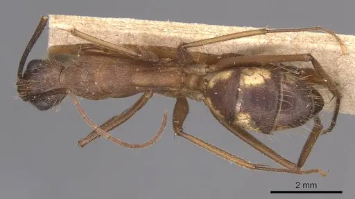 Camponotus substitutus specimen CASENT0905257 image casent0905257_1