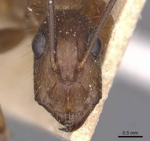 Camponotus substitutus specimen CASENT0905257 image casent0905257_2