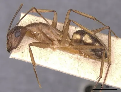 Camponotus substitutus specimen CASENT0905257 image casent0905257_3