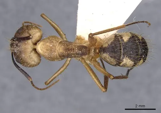 Camponotus substitutus specimen CASENT0910022 image casent0910022_1
