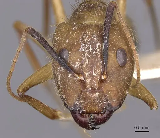 Camponotus substitutus specimen CASENT0910022 image casent0910022_2