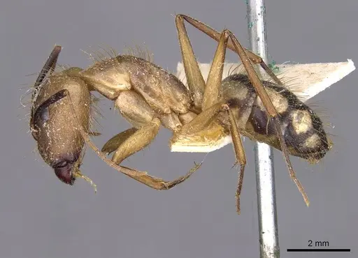 Camponotus substitutus specimen CASENT0910022 image casent0910022_3