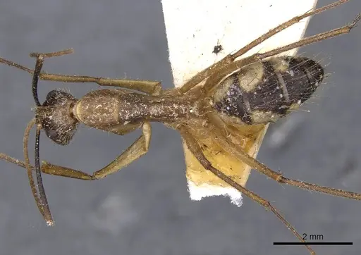 Camponotus substitutus specimen CASENT0910023 image casent0910023_1