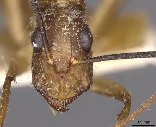 Camponotus substitutus specimen CASENT0910023 image casent0910023_2