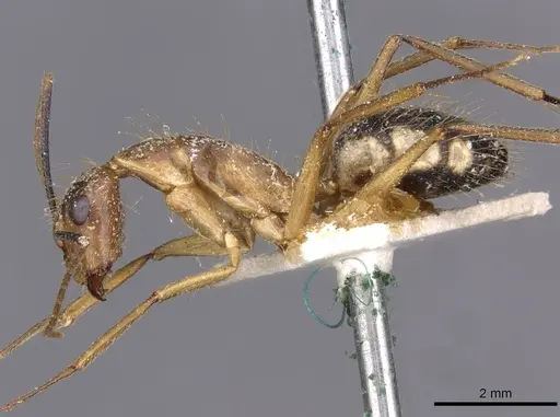 Camponotus substitutus specimen CASENT0910023 image casent0910023_3