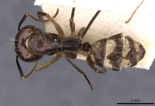 Camponotus substitutus specimen CASENT0910026 image casent0910026_1