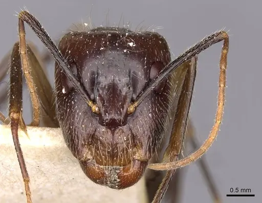Camponotus substitutus specimen CASENT0910026 image casent0910026_2