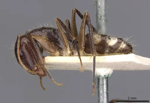 Camponotus substitutus specimen CASENT0910026 image casent0910026_3