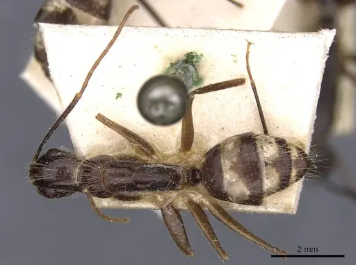 Camponotus substitutus specimen CASENT0910027 image casent0910027_1