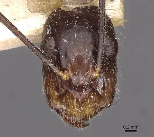 Camponotus substitutus specimen CASENT0910027 image casent0910027_2