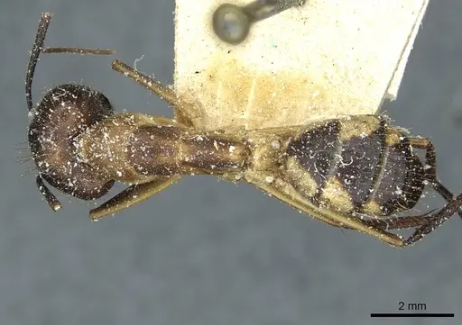 Camponotus substitutus specimen CASENT0912045 image casent0912045_1