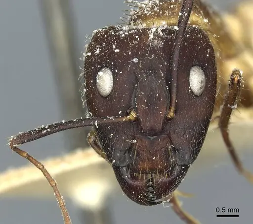 Camponotus substitutus specimen CASENT0912045 image casent0912045_2