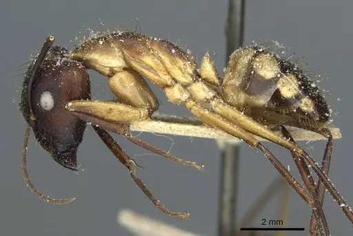 Camponotus substitutus specimen CASENT0912045 image casent0912045_3