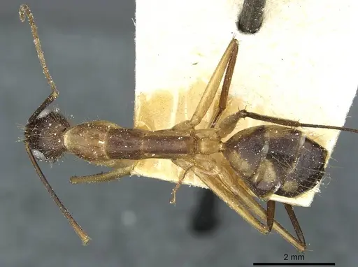 Camponotus substitutus specimen CASENT0912046 image casent0912046_1