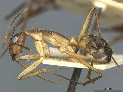 Camponotus substitutus specimen CASENT0912046 image casent0912046_3