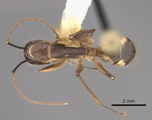 Camponotus substitutus specimen CASENT0914429 image casent0914429_1