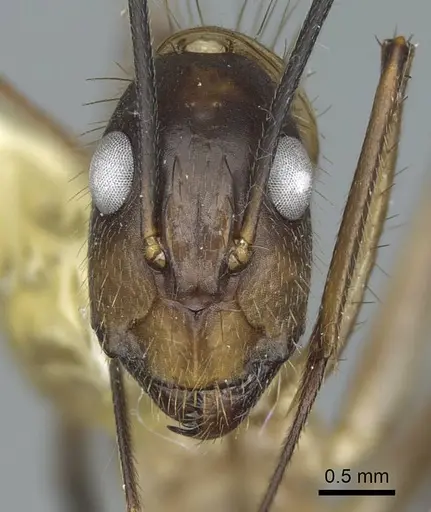 Camponotus substitutus specimen CASENT0914429 image casent0914429_2