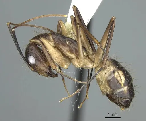 Camponotus substitutus specimen CASENT0914429 image casent0914429_3