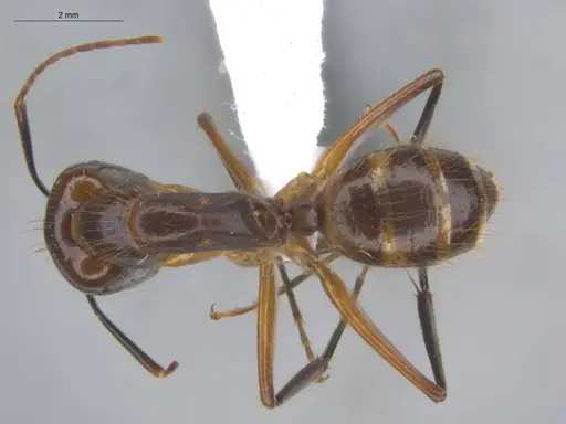 Camponotus substitutus specimen ECOFOG-BOUM-0576-01 image ecofog-boum-0576-01_1