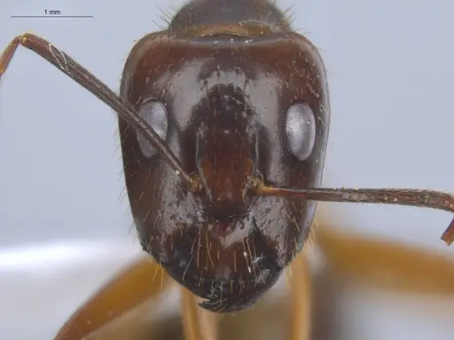 Camponotus substitutus specimen ECOFOG-BOUM-0576-01 image ecofog-boum-0576-01_2