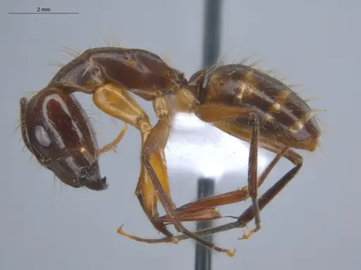 Camponotus substitutus specimen ECOFOG-BOUM-0576-01 image ecofog-boum-0576-01_3