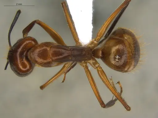 Camponotus substitutus specimen ECOFOG-BOUM-0777-03-S image ecofog-boum-0777-03-s_1