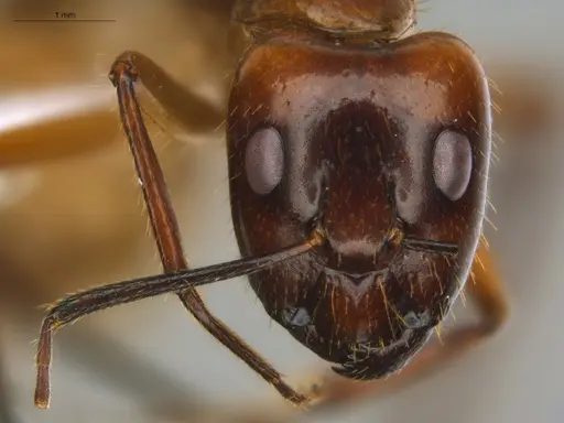 Camponotus substitutus specimen ECOFOG-BOUM-0777-03-S image ecofog-boum-0777-03-s_2