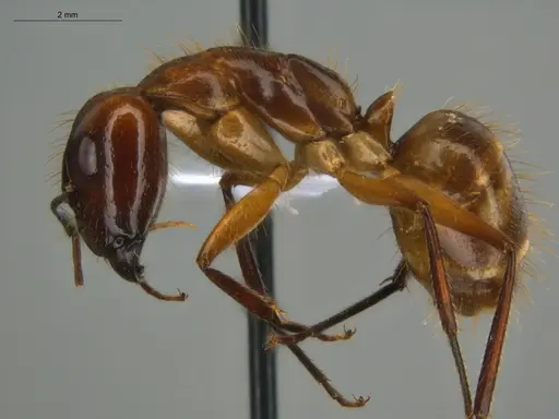 Camponotus substitutus specimen ECOFOG-BOUM-0777-03-S image ecofog-boum-0777-03-s_3