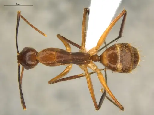 Camponotus substitutus specimen ECOFOG-BOUM-0777-03 image ecofog-boum-0777-03_1