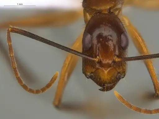 Camponotus substitutus specimen ECOFOG-BOUM-0777-03 image ecofog-boum-0777-03_2