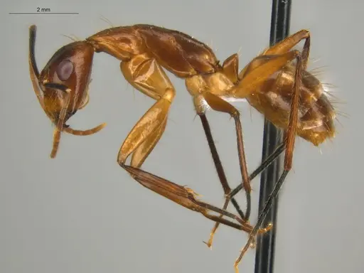 Camponotus substitutus specimen ECOFOG-BOUM-0777-03 image ecofog-boum-0777-03_3