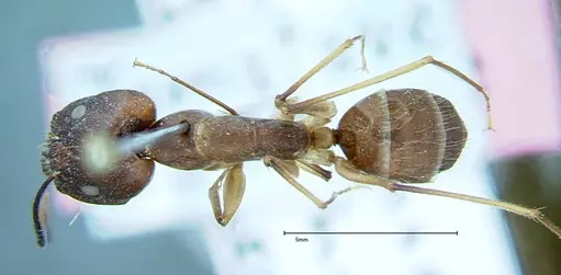 Camponotus substitutus specimen FOCOL0001 image focol0001_1