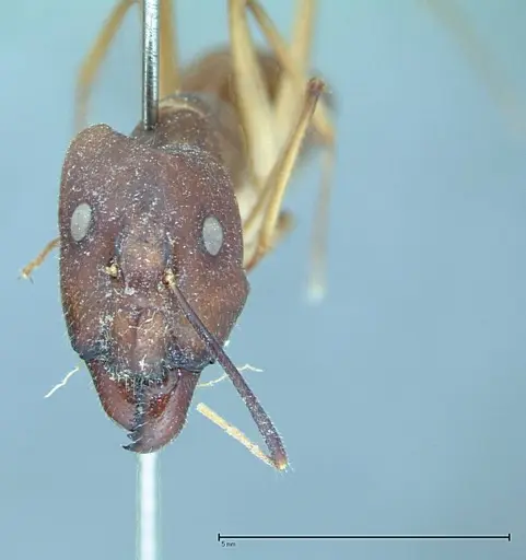 Camponotus substitutus specimen FOCOL0001 image focol0001_2