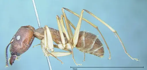 Camponotus substitutus specimen FOCOL0001 image focol0001_3