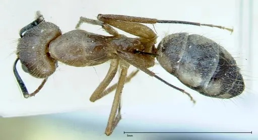 Camponotus substitutus specimen FOCOL0008 image focol0008_1