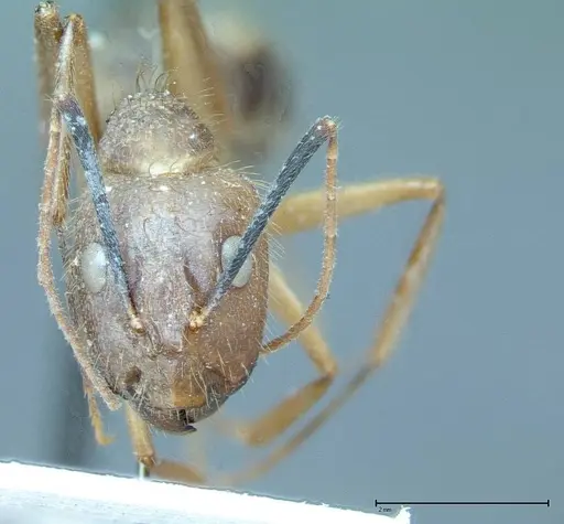 Camponotus substitutus specimen FOCOL0008 image focol0008_2