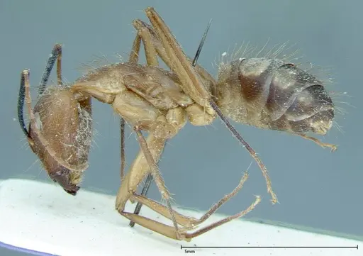 Camponotus substitutus specimen FOCOL0008 image focol0008_3
