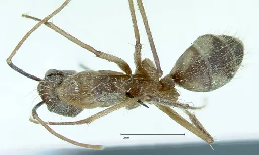 Camponotus substitutus specimen FOCOL0012 image focol0012_1