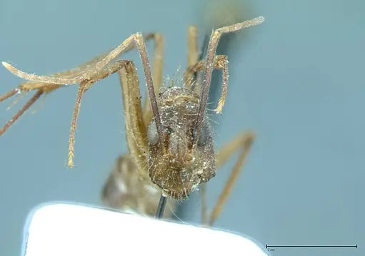 Camponotus substitutus specimen FOCOL0012 image focol0012_2