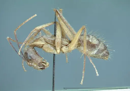 Camponotus substitutus specimen FOCOL0012 image focol0012_3